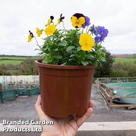 Viola 'Sorbet Mixed' 2 Viola 'Sorbet Mixed' - Image 2