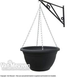 Pansy 'Universal Mixed' F1 Hybrid -Fresh Planty Shop VM Pre PlantedBasket1