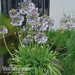Agapanthus 'Fireworks' -Fresh Planty Shop VM1