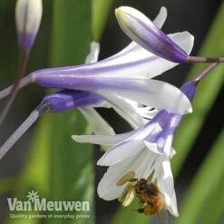 Agapanthus 'Fireworks' -Fresh Planty Shop VM2