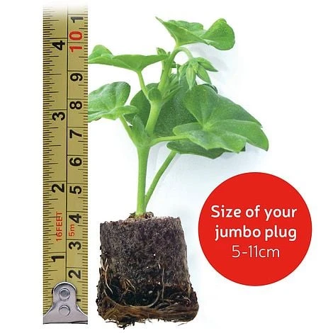 Clematis Montana 'Mayleen' 10 Clematis Montana 'Mayleen' - Image 10