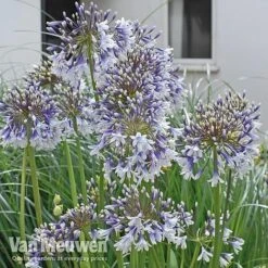 Agapanthus 'Fireworks' -Fresh Planty Shop VM3