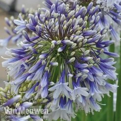 Agapanthus 'Fireworks' -Fresh Planty Shop VM4