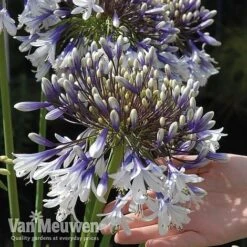 Agapanthus 'Fireworks' -Fresh Planty Shop VM5