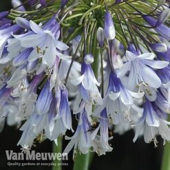 Agapanthus 'Fireworks' -Fresh Planty Shop VM6