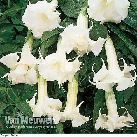 Angels Trumpets 'Double Fragrant White' 1 Angels Trumpets 'Double Fragrant White'