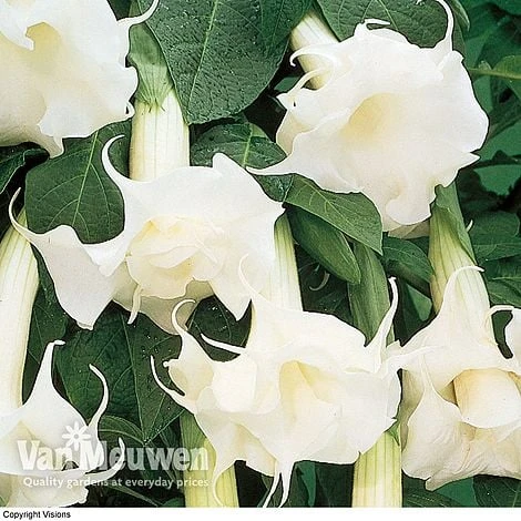 Angels Trumpets 'Double Fragrant White' 2 Angels Trumpets 'Double Fragrant White' - Image 2