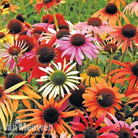 Garden Ready Perennial Collection 2 Garden Ready Perennial Collection - Image 2