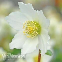 Hellebore 'Christmas Rose' -Fresh Planty Shop VM Copyright Image Example21