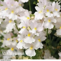 White Basket Duo Collection -Fresh Planty Shop WHIT V17021 C