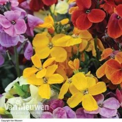 Wallflower 'Sugar Rush' Mix -Fresh Planty Shop Wallflower Sugar Rush