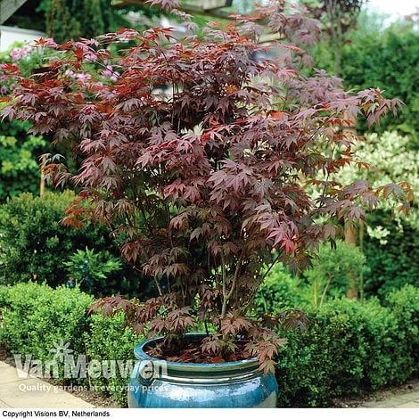 Acer Palmatum 'Atropurpureum' 1 Acer Palmatum 'Atropurpureum'