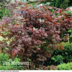 Acer Palmatum 'Atropurpureum' 7 Acer Palmatum 'Atropurpureum' -Fresh Planty Shop acer atrop22