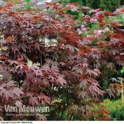 Acer Palmatum 'Atropurpureum' 8 Acer Palmatum 'Atropurpureum' -Fresh Planty Shop acer atrop32