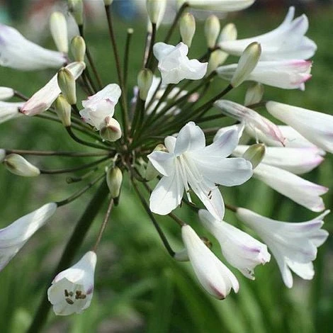Agapanthus Africanus 'Albus' 2 Agapanthus Africanus 'Albus' - Image 2