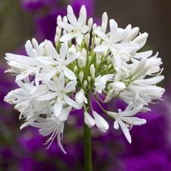 Agapanthus Africanus 'Albus' 5 Agapanthus Africanus 'Albus' -Fresh Planty Shop albus3