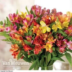 Alstroemeria 'Garden Hybrids' -Fresh Planty Shop alst gard hyb3