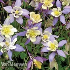Garden Ready Perennial Collection 9 Garden Ready Perennial Collection -Fresh Planty Shop aquilegia