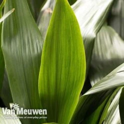 Aspidistra Elatior (House Plant) 9 Aspidistra Elatior (House Plant) -Fresh Planty Shop aspi vka2850 e
