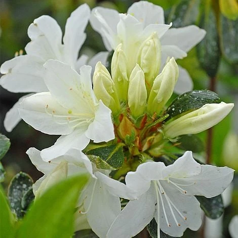 Azalea Japonica 'Snow White' (Patio Standard) 1 Azalea Japonica 'Snow White' (Patio Standard)