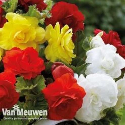Begonia 'Double Flowered Mixed' -Fresh Planty Shop bego 12544 e