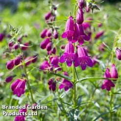 Penstemon 'Ice Cream Collection' -Fresh Planty Shop blckberries