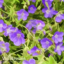 Geranium 'Brookside' -Fresh Planty Shop brook
