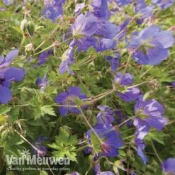 Geranium 'Brookside' -Fresh Planty Shop brooks4