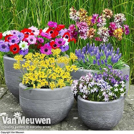 Bumper Spring Bulb Collection 1 Bumper Spring Bulb Collection