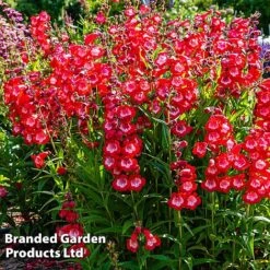 Penstemon 'Ice Cream Collection' -Fresh Planty Shop cherry1