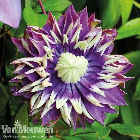 Clematis Florida 'Taiga' 2 Clematis Florida 'Taiga' - Image 2