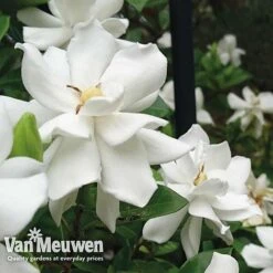 Gardenia 'Crown Jewels' -Fresh Planty Shop crownjewels21