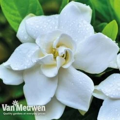 Gardenia 'Crown Jewels' -Fresh Planty Shop crownjewels4