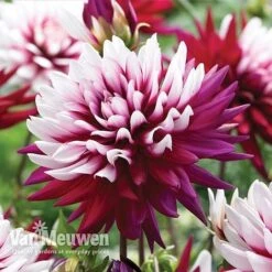 Fresh Planty Shop -Fresh Planty Shop dahl 70042v B