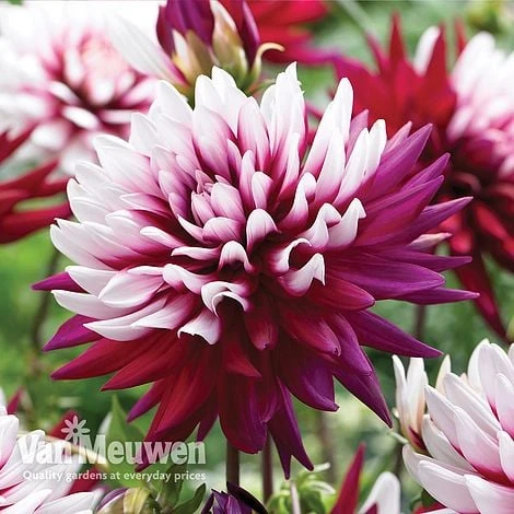 Dahlia 'Rebecca's World' 2 Dahlia 'Rebecca's World' - Image 2