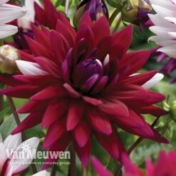 Dahlia 'Rebecca's World' 6 Dahlia 'Rebecca's World' -Fresh Planty Shop dahl 70042v C