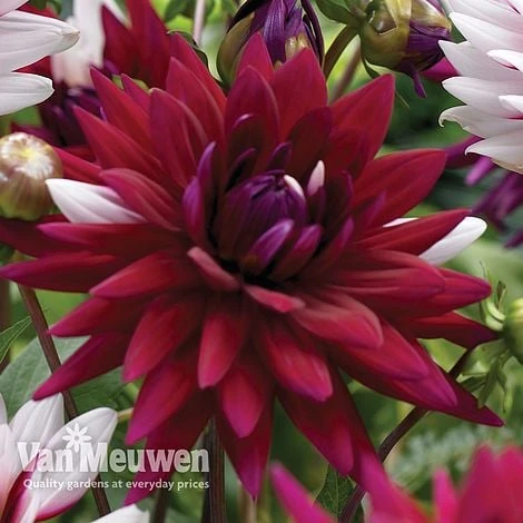 Dahlia 'Rebecca's World' 3 Dahlia 'Rebecca's World' - Image 3