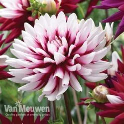 Dahlia 'Rebecca's World' 7 Dahlia 'Rebecca's World' -Fresh Planty Shop dahl 70042v D