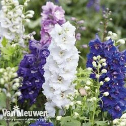 Delphinium Hybridum 'Magic Fountains Mixed'