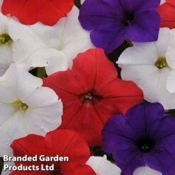 Petunia 'Easy Wave Union Jack Mix' 8 Petunia 'Easy Wave Union Jack Mix' -Fresh Planty Shop flag2