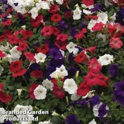 Petunia 'Easy Wave Union Jack Mix' 9 Petunia 'Easy Wave Union Jack Mix' -Fresh Planty Shop flag3