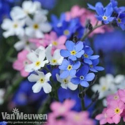 Forget-Me-Not 'Sylva Mixed' (Garden Ready) -Fresh Planty Shop forget 2