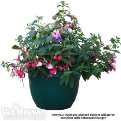 Fuchsia Trailing Pre-Planted Basket -Fresh Planty Shop fuch vm
