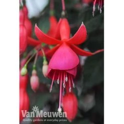 Fuchsia 'Fusion' -Fresh Planty Shop fuch2
