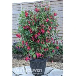 Fuchsia 'Fusion' -Fresh Planty Shop fuch3