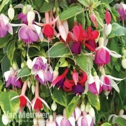Fuchsia Trailing Pre-Planted Basket -Fresh Planty Shop fuchtrail
