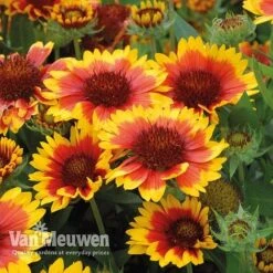 Gaillardia 'Arizona Sun' -Fresh Planty Shop gail v17402 C