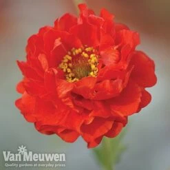 Garden Ready Perennial Collection 8 Garden Ready Perennial Collection -Fresh Planty Shop geum1