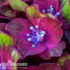 Hydrangea Macrophylla GLAM ROCK 'Horwack' -Fresh Planty Shop glam1