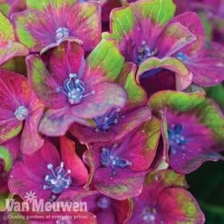 Hydrangea Macrophylla GLAM ROCK 'Horwack' -Fresh Planty Shop glam2